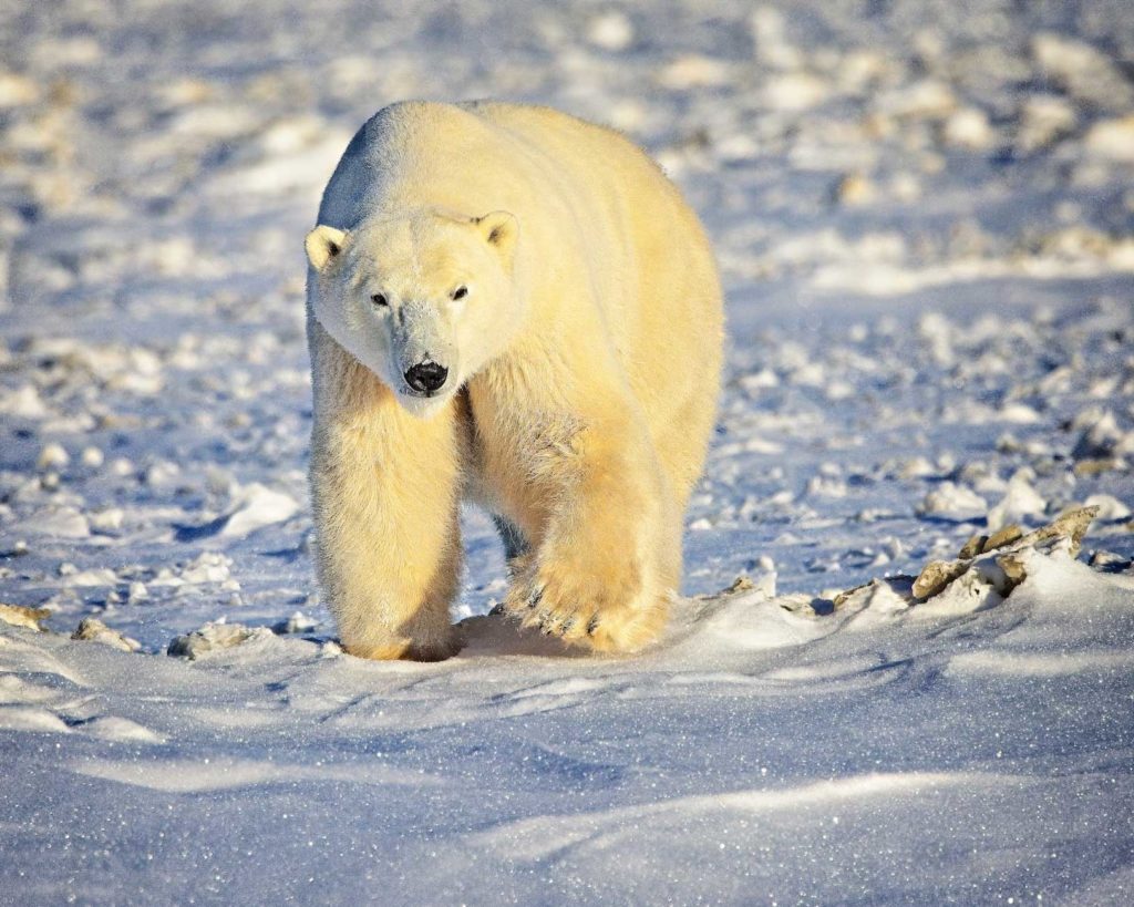 polar bear - Canada Travel Guide