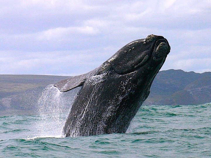 whale watching in Hermanus - Cape Town travel guide