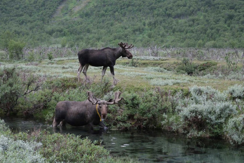 Wildlife encounters in Lapland