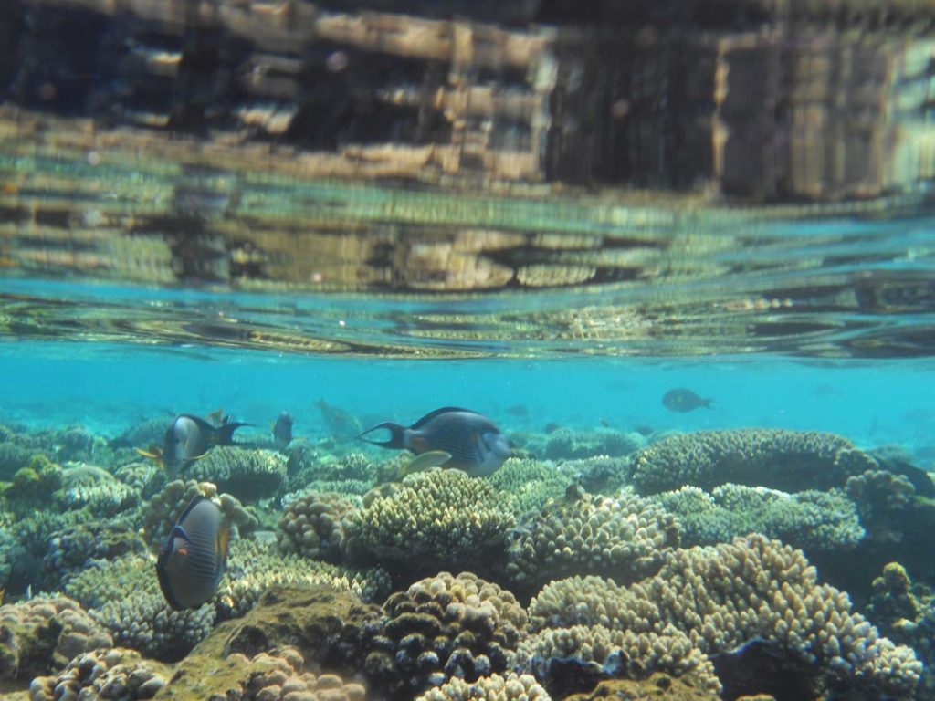 Diving in Sharm-el-Sheikh